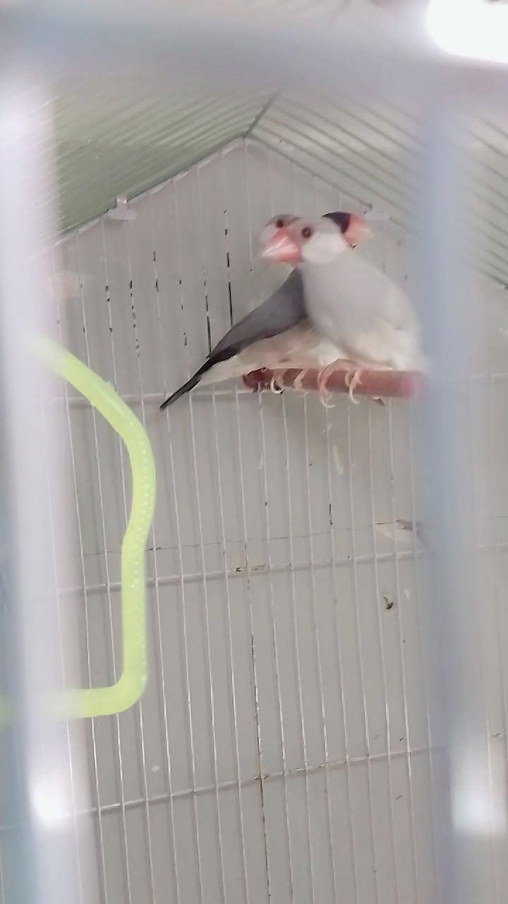 Java Silver Pair or Gray Female. 0