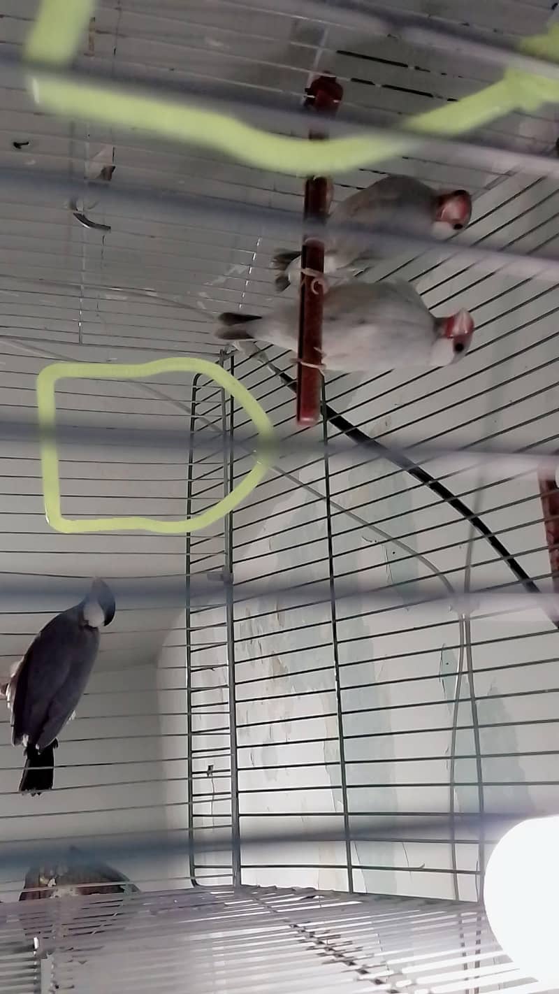 Java Silver Pair or Gray Female. 1