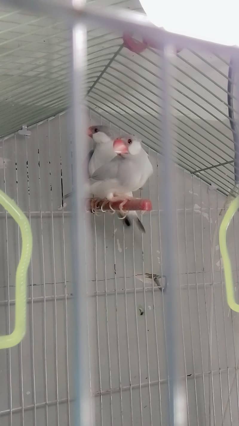 Java Silver Pair or Gray Female. 3