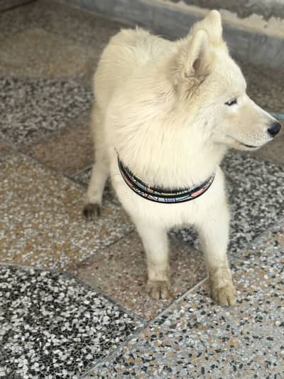 syberian husky