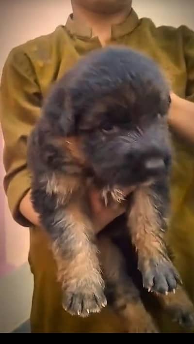 gsd puppies