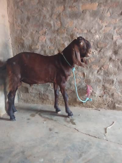 beetle goat male