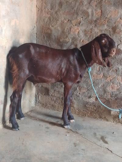 nakora goat male