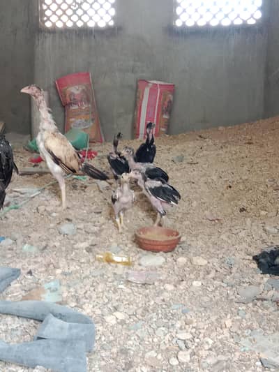 urgent for sale kurez per hai 5 bacchon ke sath top quality