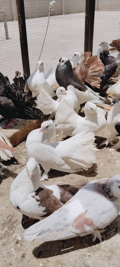 breeder lacky for sale breeding pairs
