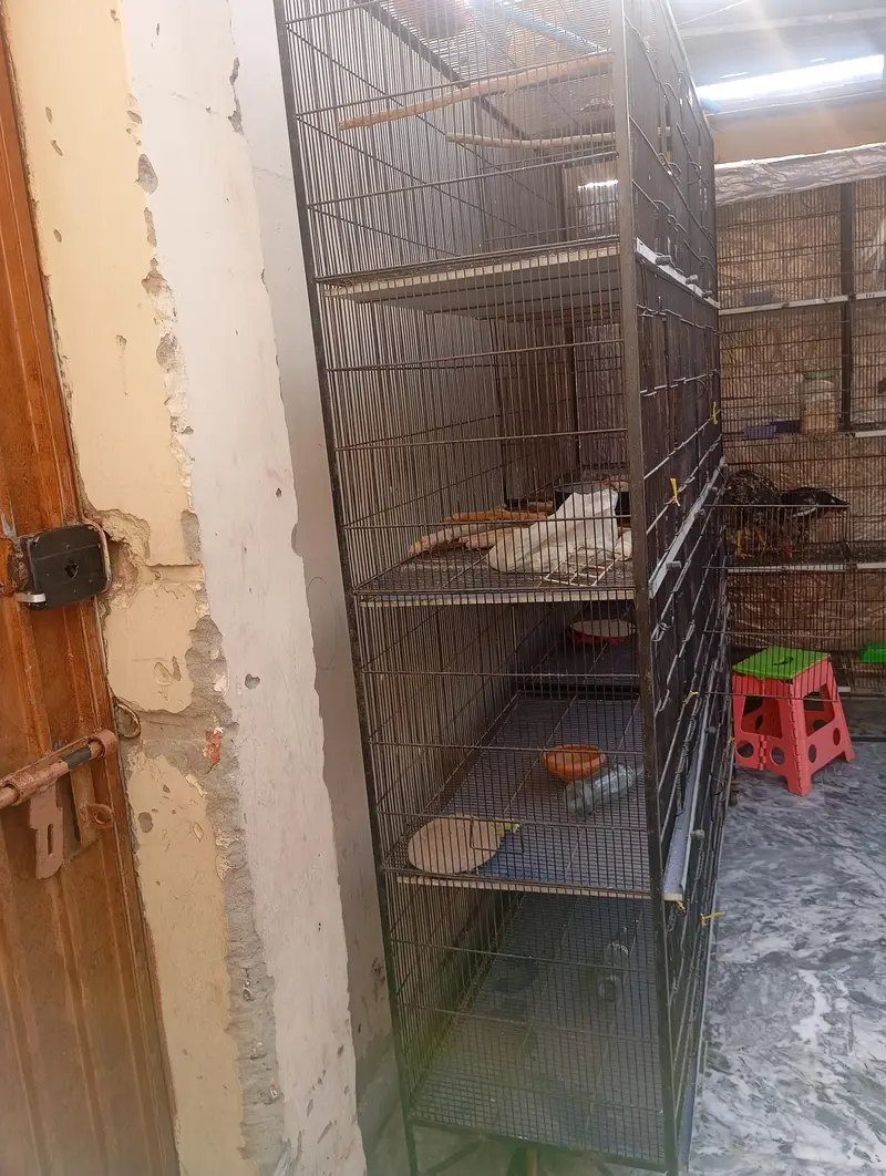 cages for birds — photo 3