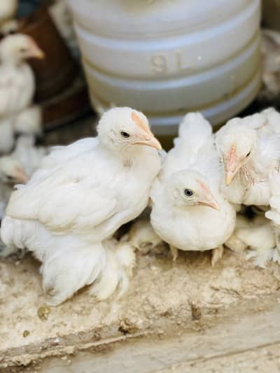 White Bantam Chicks and Black Bantum Chicks for Sale