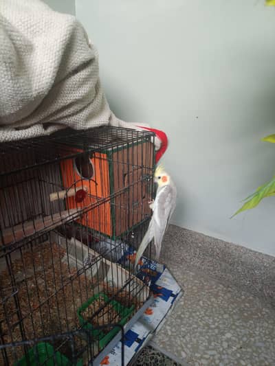 Coctail breeder pair for sale
