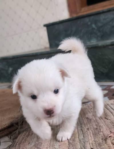 russian puppy