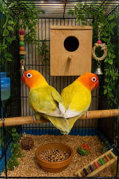 love birds