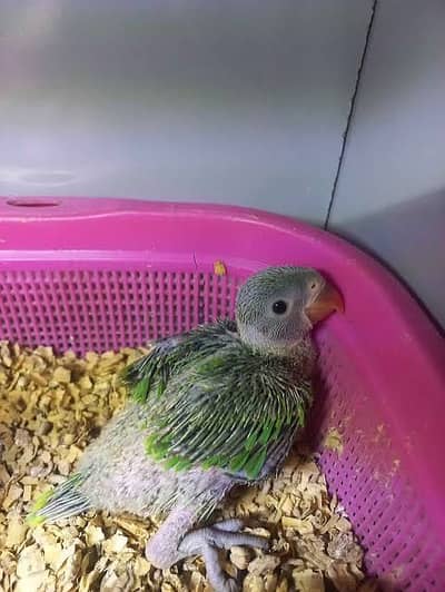 Green Parrot chick