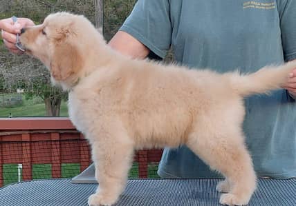 golden retriever male puppy available 2 month age for sale