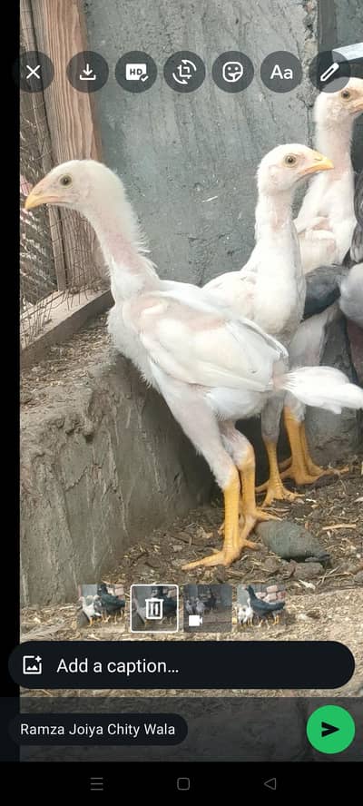 wight shamoo chiks full active for sell urjnt