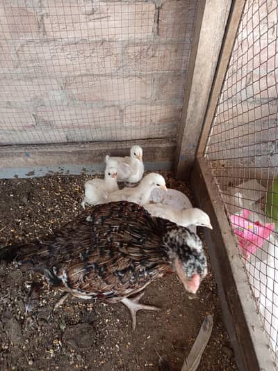 Hen with 4 white Cochin heavy buff chiks