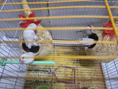 3 finch birds