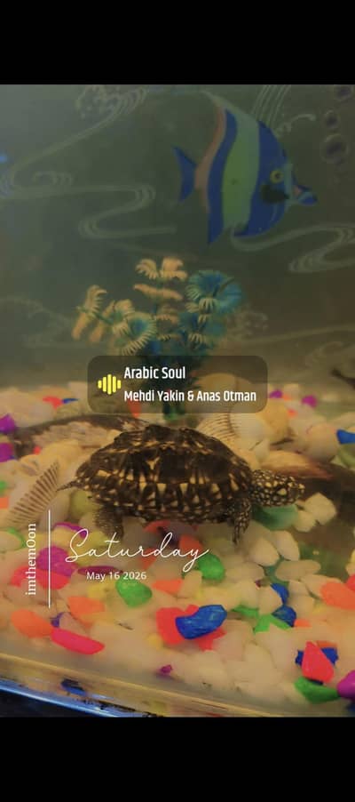 Turtle Pair for Sale