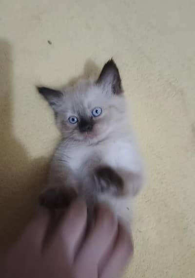 beautifu Himalayan andl unique color smoky Kitty