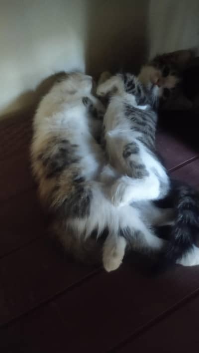 Kittens