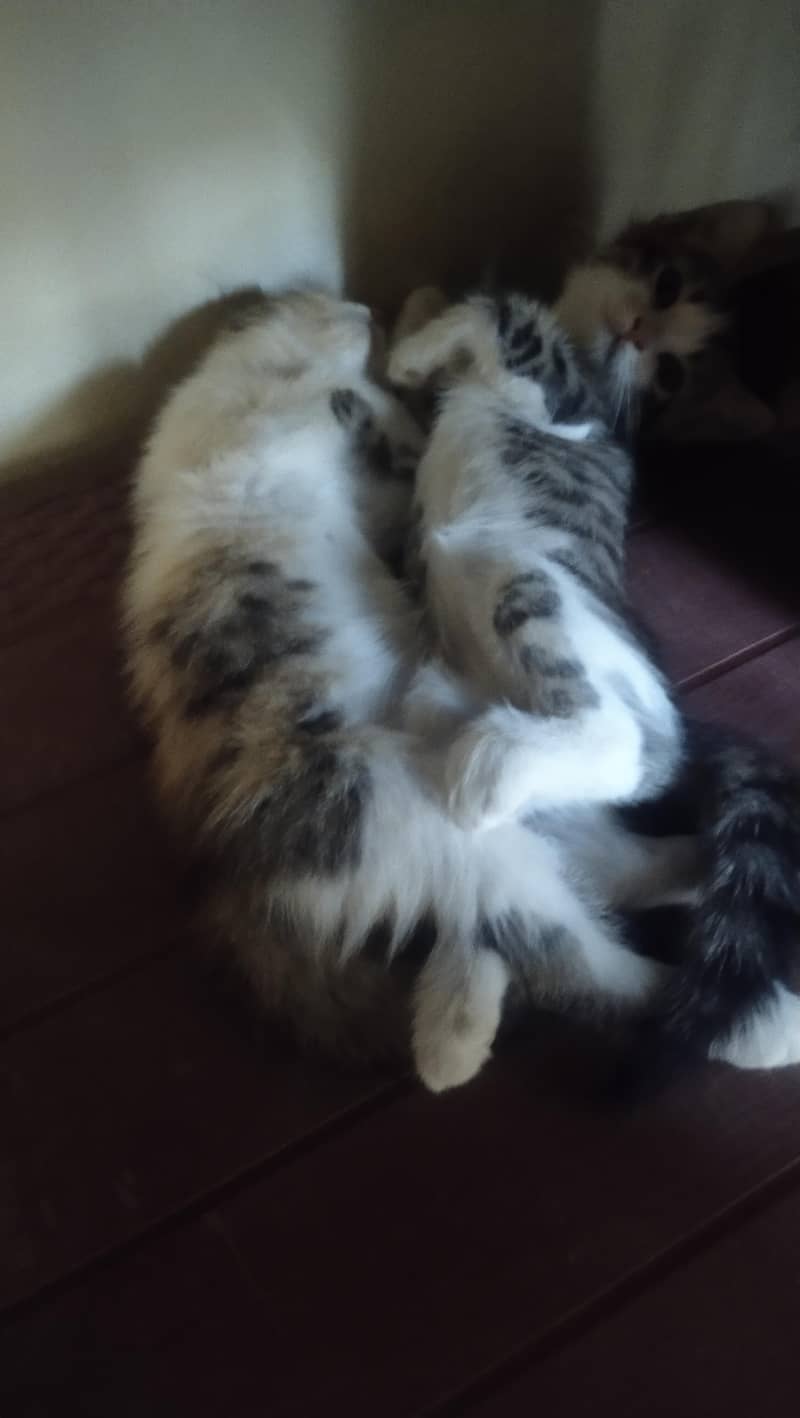 Kittens 0