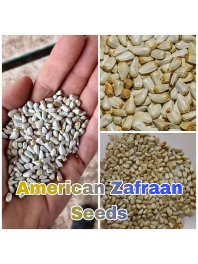 Original American Saffron Seeds Pack (300 Seeds) | Premium Quality |