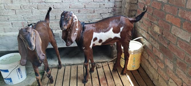Pure Beeta Goats and Kids