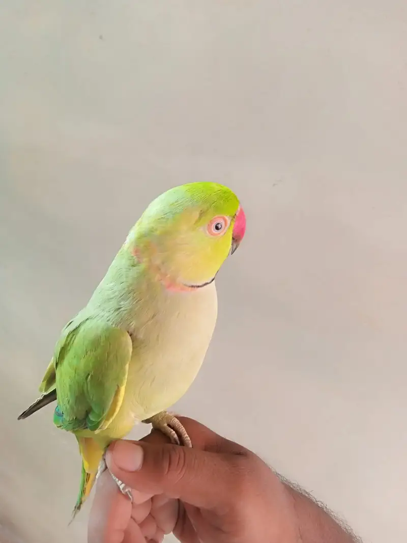 parror ringneck urgent sale — photo 2
