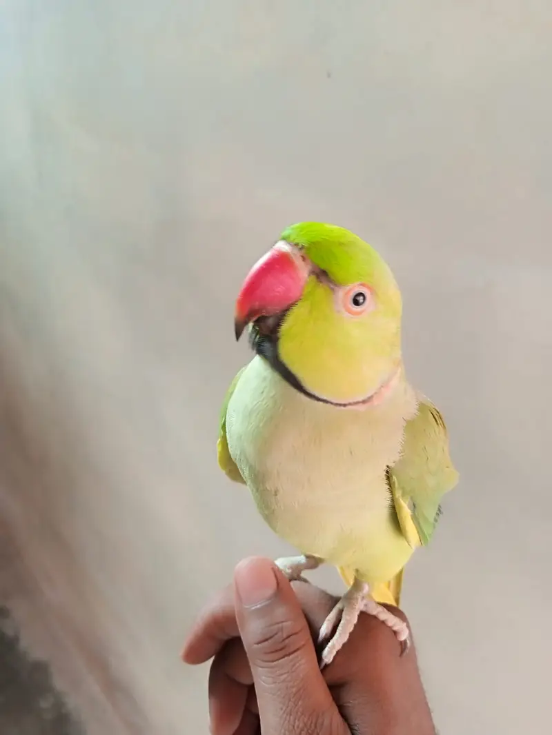 parror ringneck urgent sale — photo 3