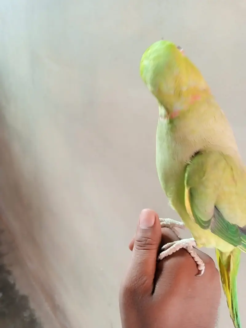 parror ringneck urgent sale — photo 4