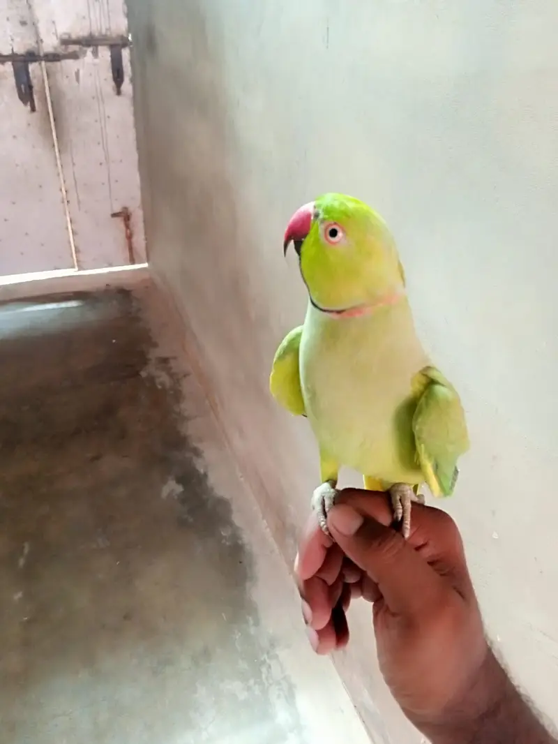parror ringneck urgent sale — photo 5
