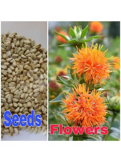 Premium Saffron (Zafran) Services & Quality Supply | Per Gram Availabl