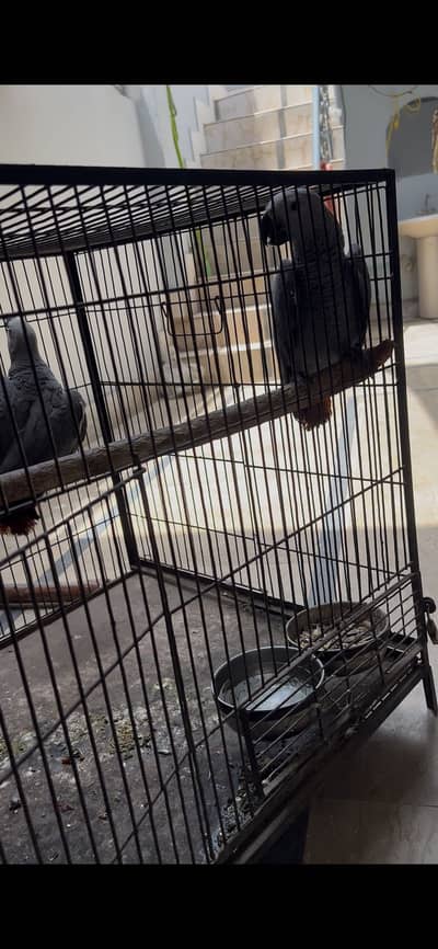 African grey hand tane talkin sikh rha han