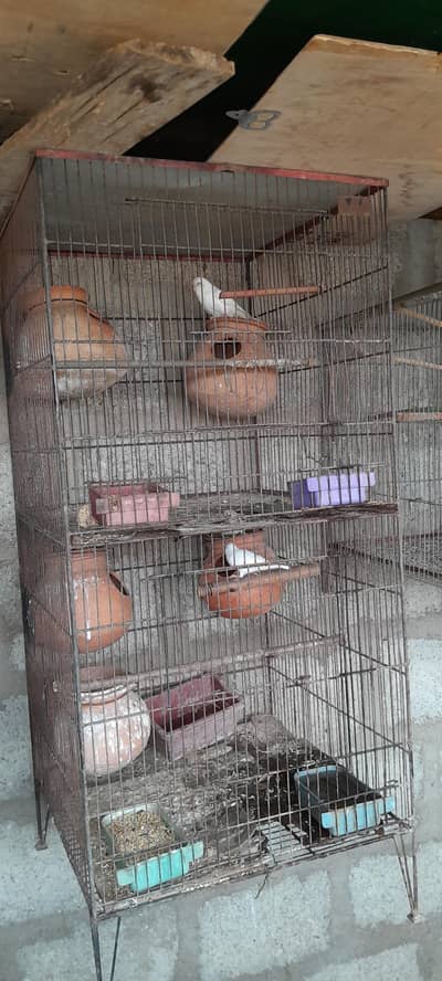 sale for all Birds with Cage