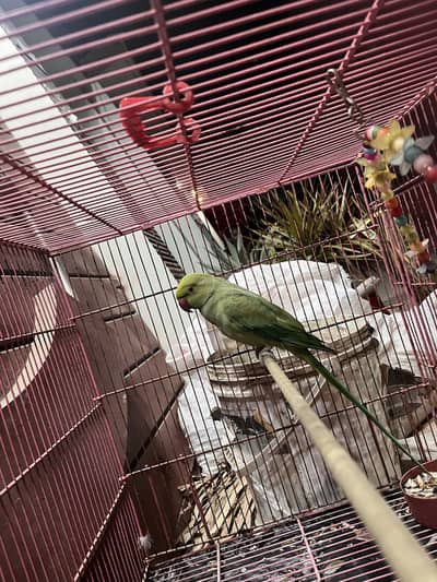 Healthy Ringneck Parrot