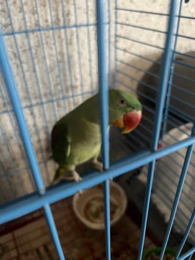 5 month old Kashmiri Bird for sell