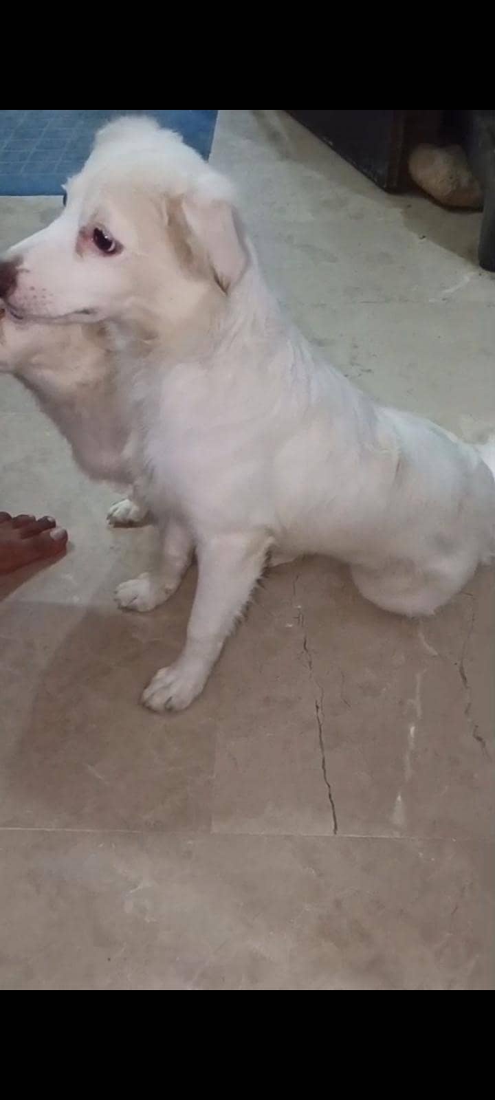 belaa 1