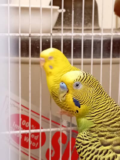 AUSTRALIAN PARROTS
