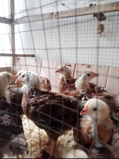 Rir pure breed chicks