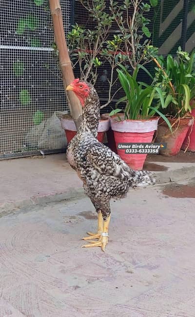 Shamo female and young pair