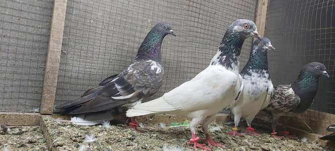 Tasveer walay taddi jaldaar pigeons for sale.