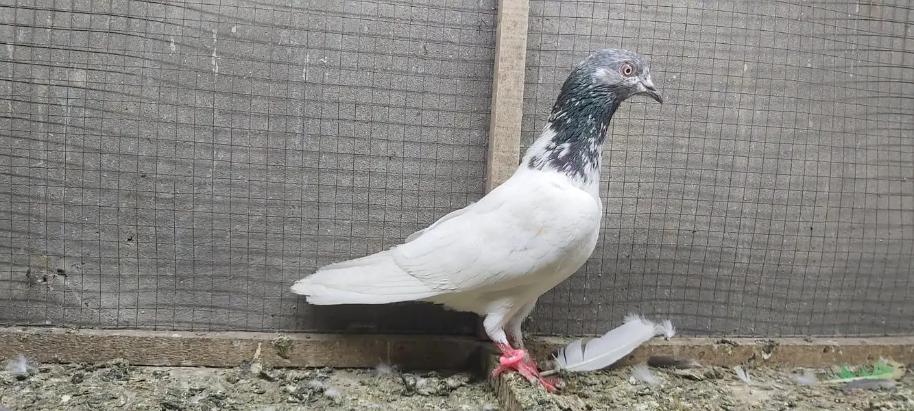 Tasveer walay taddi jaldaar pigeons for sale. — photo 2