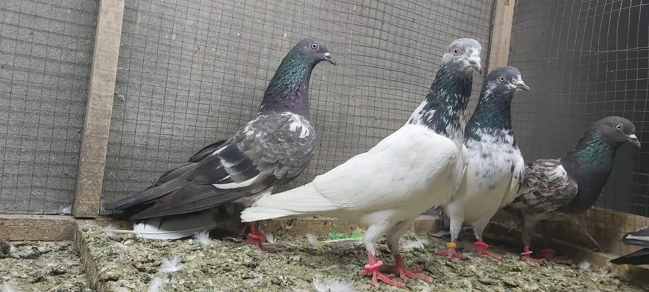 Tasveer walay taddi jaldaar pigeons for sale. — photo 3