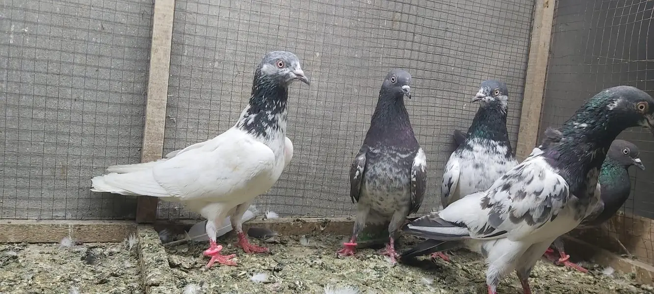 Tasveer walay taddi jaldaar pigeons for sale. — photo 4