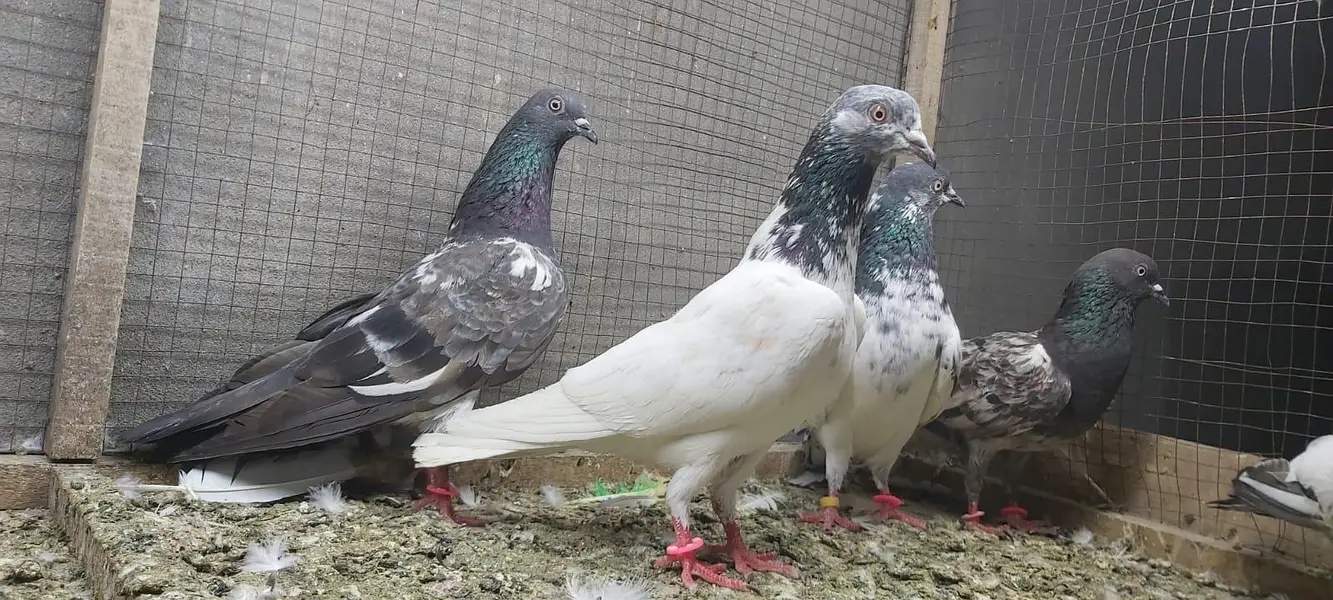 Tasveer walay taddi jaldaar pigeons for sale. — photo 5