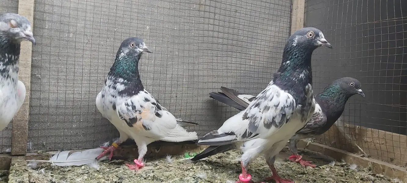 Tasveer walay taddi jaldaar pigeons for sale. — photo 6