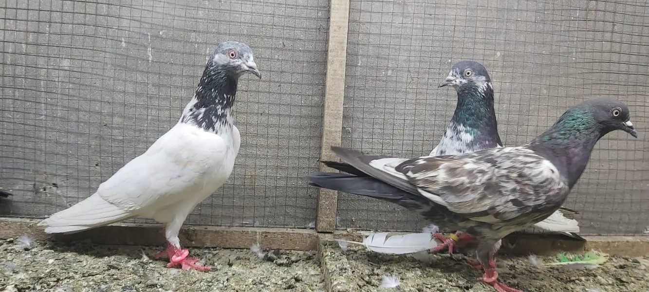 Tasveer walay taddi jaldaar pigeons for sale. — photo 7