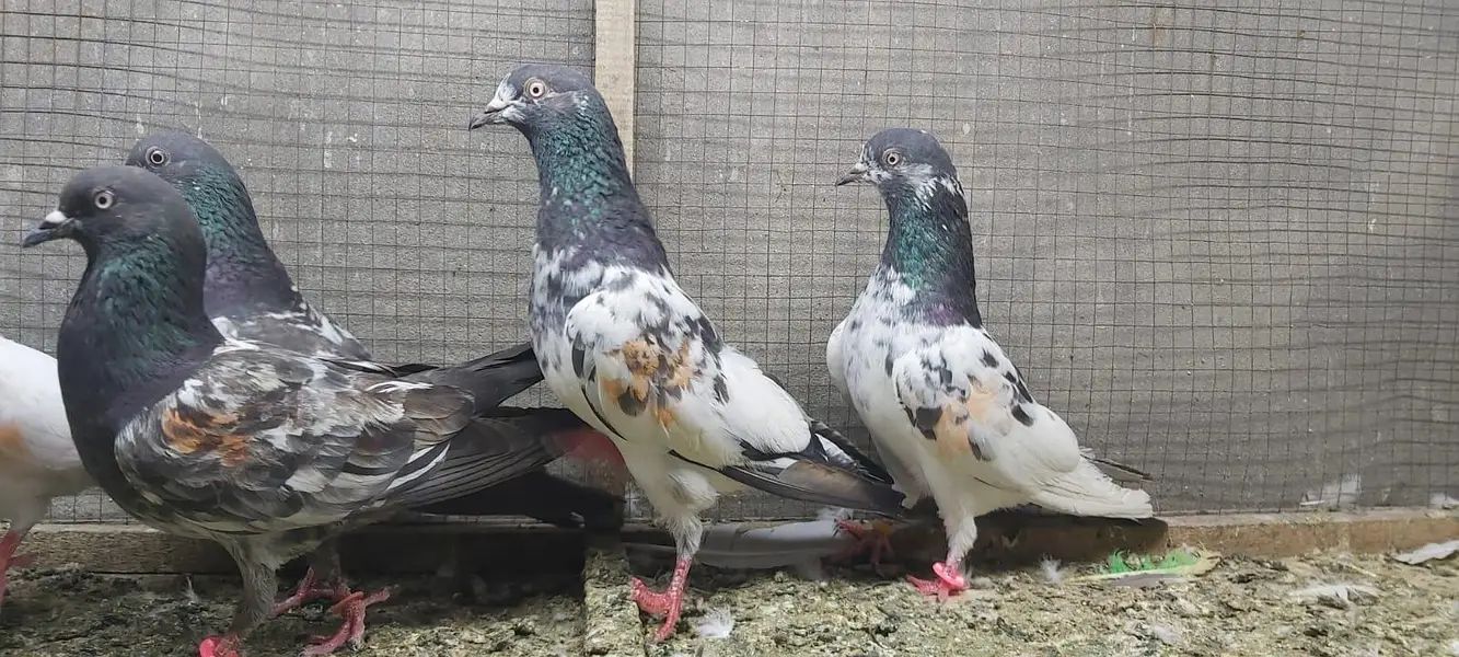 Tasveer walay taddi jaldaar pigeons for sale. — photo 8