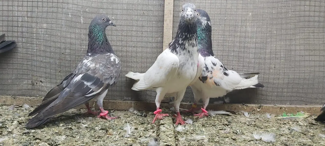 Tasveer walay taddi jaldaar pigeons for sale. — photo 9