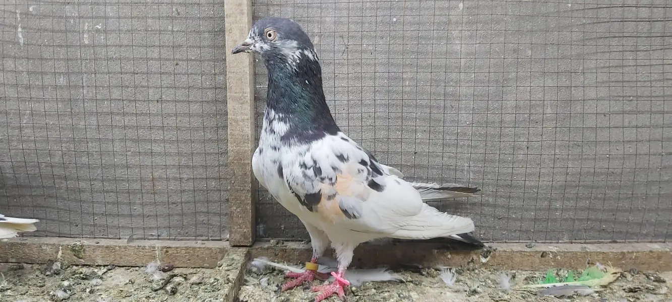 Tasveer walay taddi jaldaar pigeons for sale. — photo 10