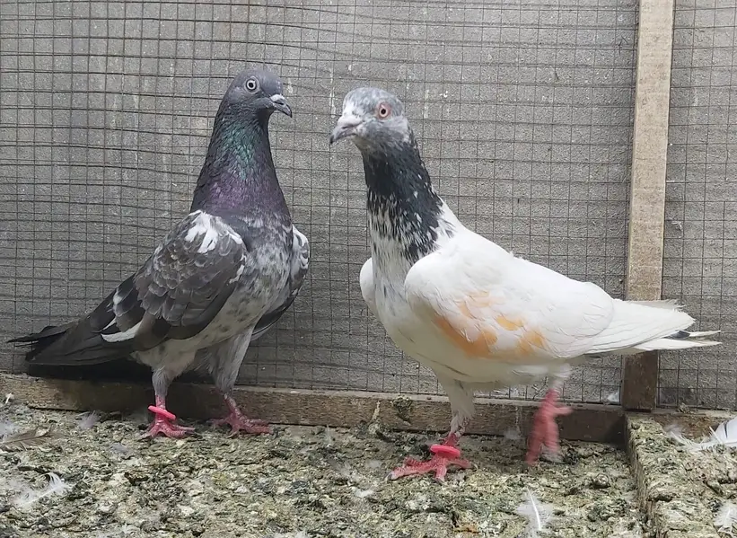 Tasveer walay taddi jaldaar pigeons for sale. — photo 11