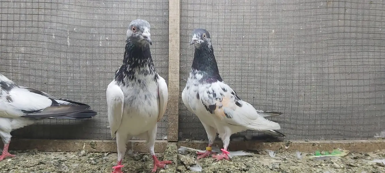 Tasveer walay taddi jaldaar pigeons for sale. — photo 12
